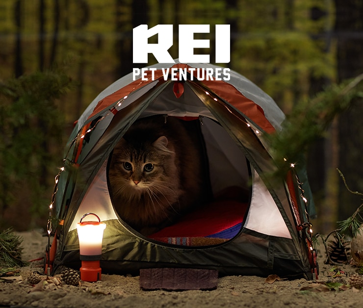 A kitten with essential camping gear